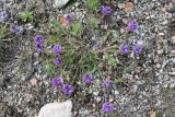 Oxytropis lapponica