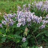 Astragalus norvegicus. Цветущее растение (на переднем плане плодоносящее растение Hedysarum arcticum). Полярный Урал, долина р. Харуты. 10.07.2007.