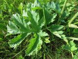 Heracleum sibiricum