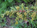 Juniperus communis. Верхушка ветви с микростробилами. Ульяновск, Заволжский р-н, озеленение двора. 22.05.2022.