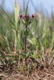 Parentucellia latifolia. Цветущие растения. Крым, Севастополь, бух. Солёная, нарушенная петрофитная степь. 23.04.2023.