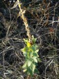 Linaria genistifolia