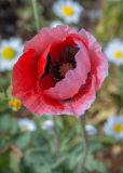 Papaver umbonatum. Цветок необычного окраса. Израиль, г. Бат-Ям, высокий берег Средиземного моря. 16.03.2024.