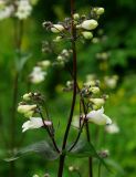 Penstemon digitalis