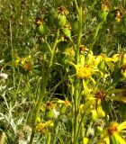 Senecio thyrsophorus