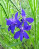 Delphinium consolida