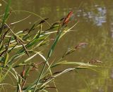 Carex acuta