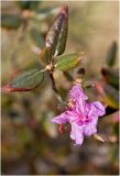 Rhododendron ledebourii. Ветвь с увядающим цветком. Красноярский край, 19 мая 2012 г.