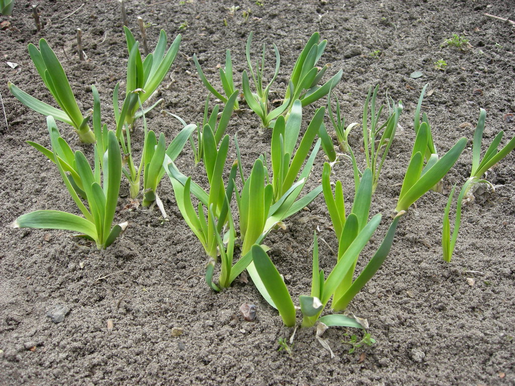 Image of Allium nutans specimen.