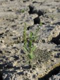 Veronica anagallis-aquatica