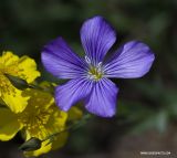 Linum nervosum