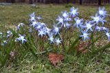 Chionodoxa forbesii