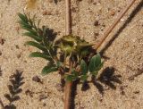 Tribulus terrestris. Часть стебля с листьями и незрелыми плодами. Украина, г. Запорожье, возле Гребного канала. 20.07.2013.