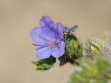 Echium vulgare