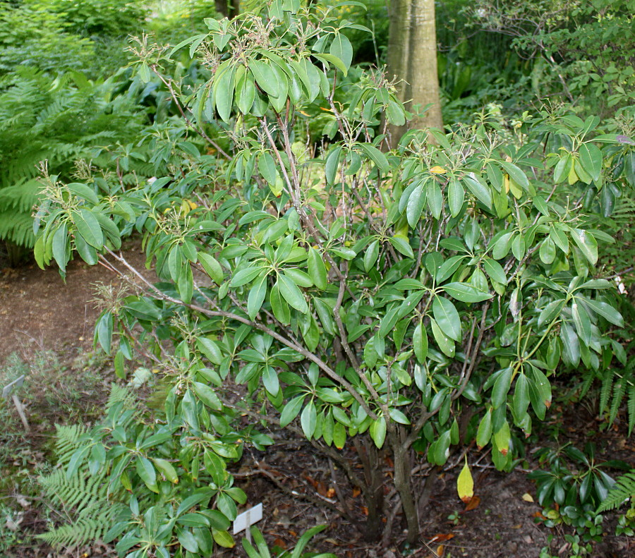 Изображение особи Kalmia latifolia.