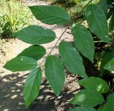 Calycanthus occidentalis