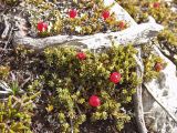 Coprosma pumila. Плодоносящие растения. Австралия, о. Тасмания, национальный парк \"Крэдл Маунтин\". 25.02.2009.