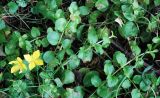 Lysimachia nummularia