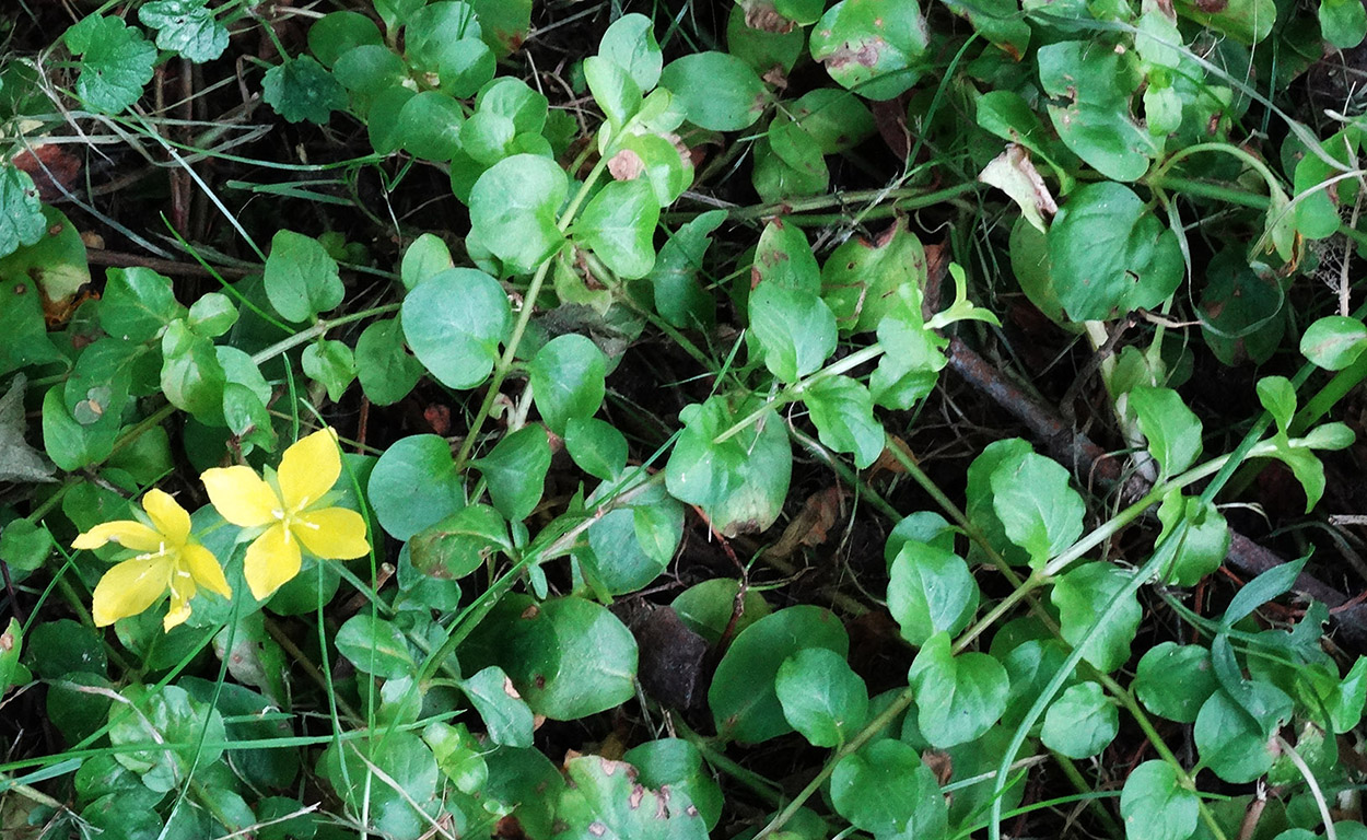 Изображение особи Lysimachia nummularia.