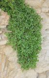 Parietaria diffusa. Цветущее растение на каменной стене. Сан-Марино, г. Сан-Марино. 6 сентября 2014 г.