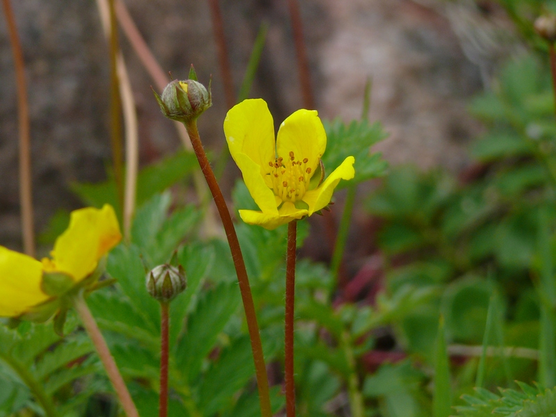 Image of Potentilla anserina ssp. groenlandica specimen.