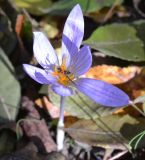 Crocus speciosus