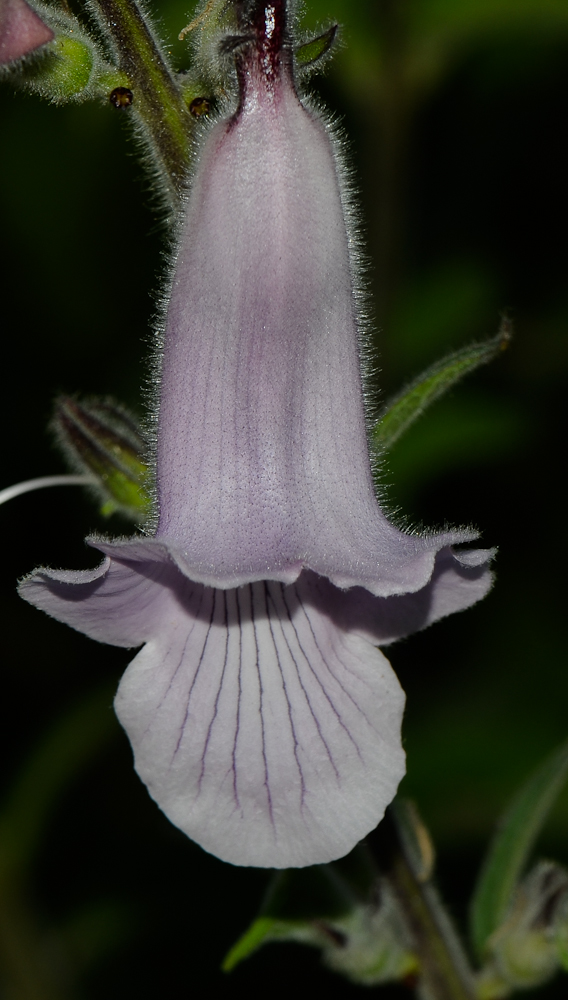 Изображение особи Ceratotheca triloba.