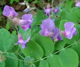 Lathyrus humilis. Часть побега с соцветиями. Якутия (Саха), южные окр. г. Якутск, тайга. 11.06.2012.