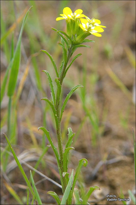 Изображение особи Erysimum repandum.