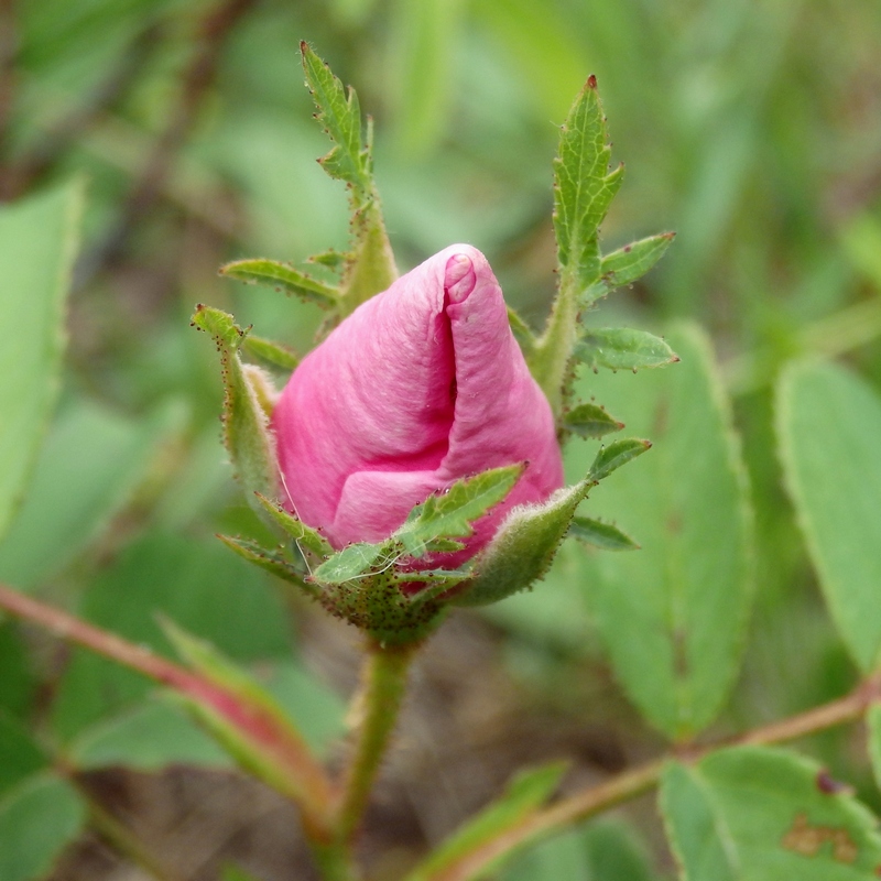 Изображение особи род Rosa.