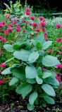 Nicotiana glauca