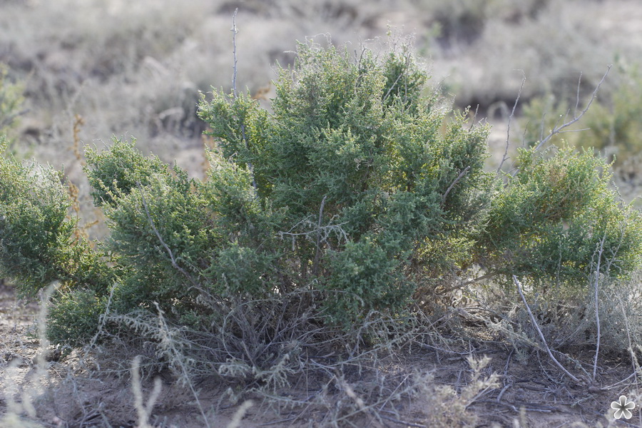 Изображение особи Salsola dendroides.