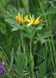 Tragopogon tuberosus. Верхушки побегов с соцветиями. Северная Осетия, Ирафский р-н, долина р. Танадон, ≈ 2300 м н.у.м., субальпийский луг. 06.07.2016.