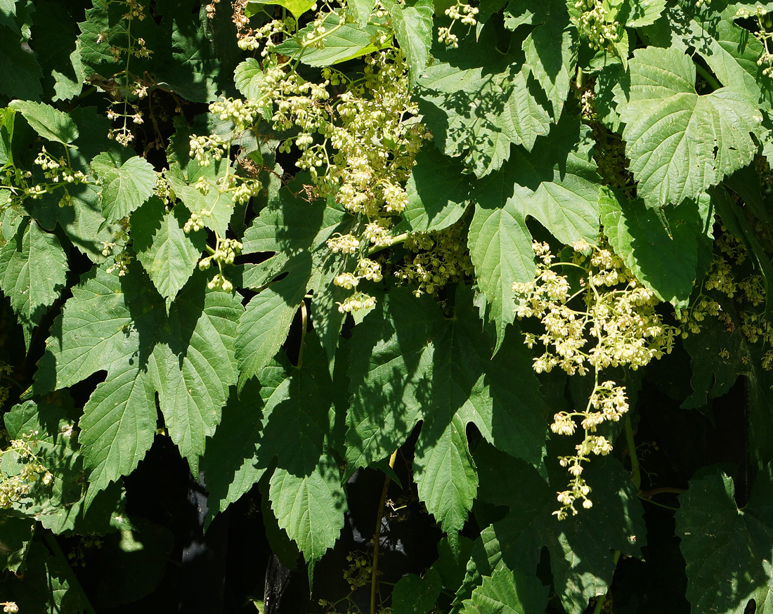 Изображение особи Humulus lupulus.