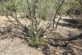 Grevillea hodgei