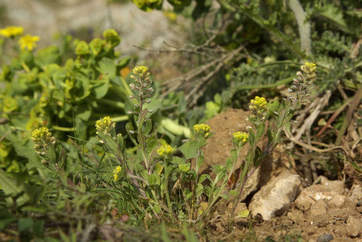 Изображение особи Alyssum simplex.