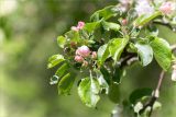 Malus domestica