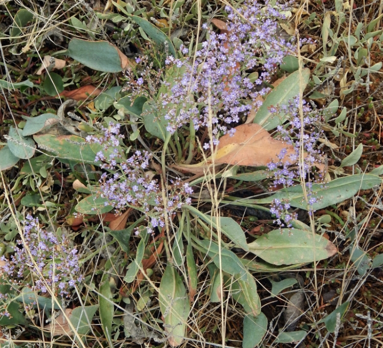 Изображение особи Limonium scoparium.