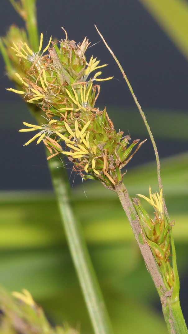 Изображение особи род Carex.