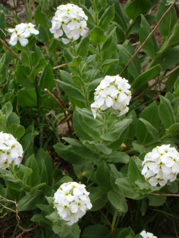 Изображение особи Hesperis hirsutissima.