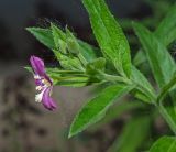 Epilobium hirsutum. Верхушка цветущего побега с аномальным 5-членным цветком и бутонами. Пермь, Свердловский р-н, на клумбе, сорное. 16 июля 2018 г.