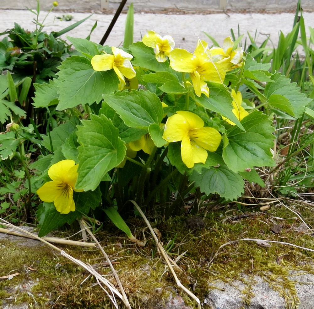 Изображение особи Viola uniflora.