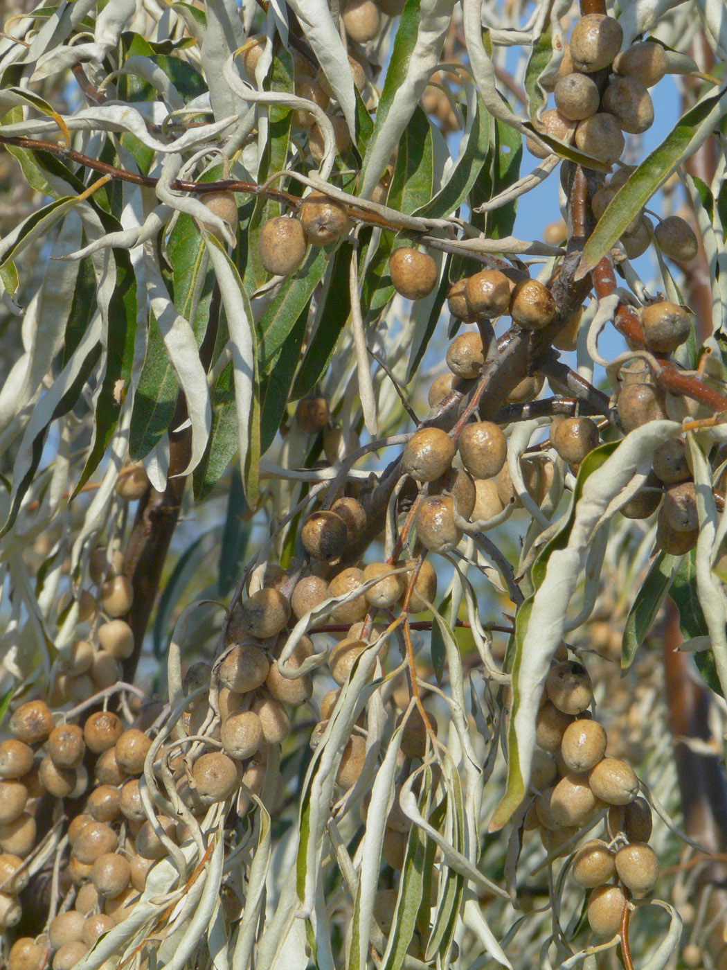 Изображение особи Elaeagnus angustifolia.