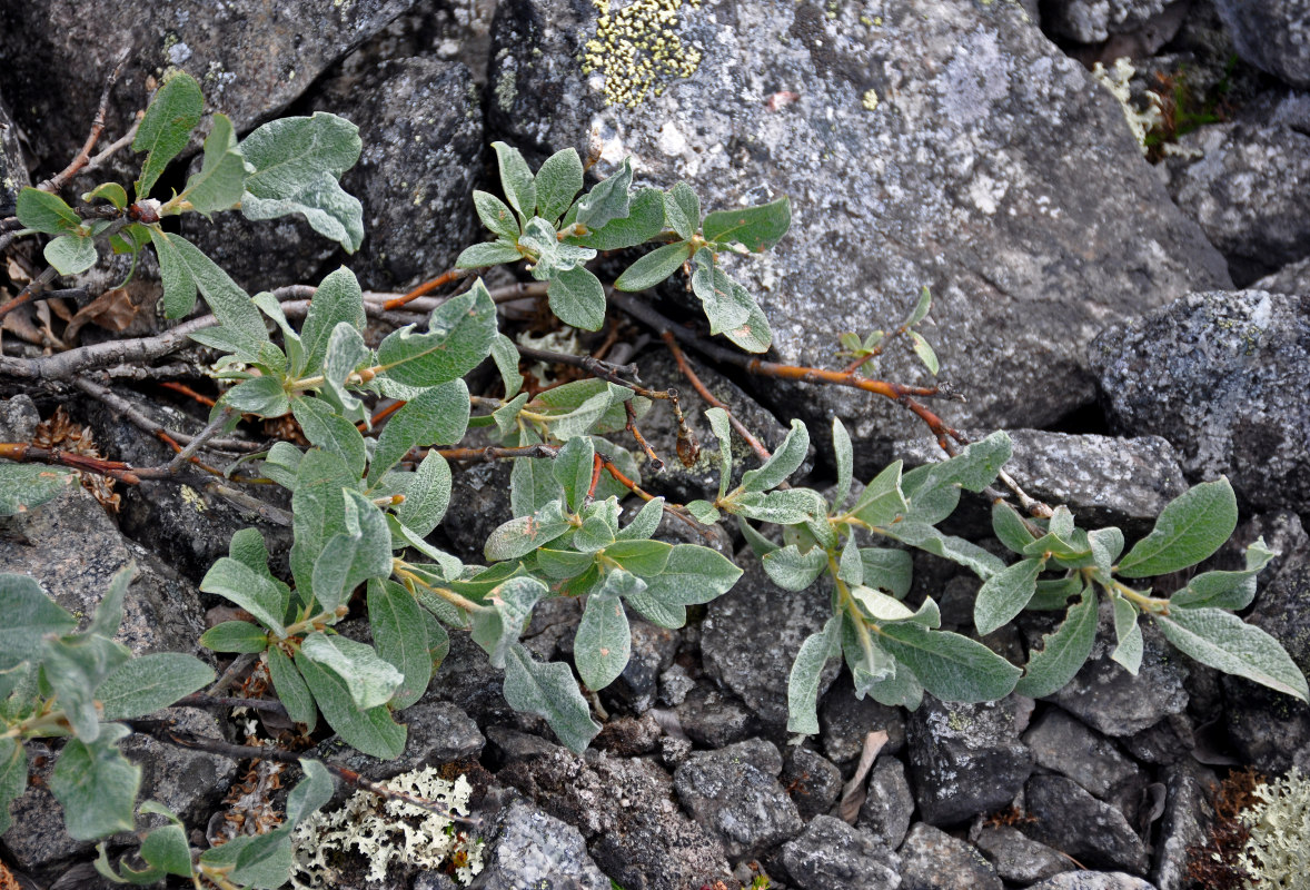 Изображение особи Salix lanata.