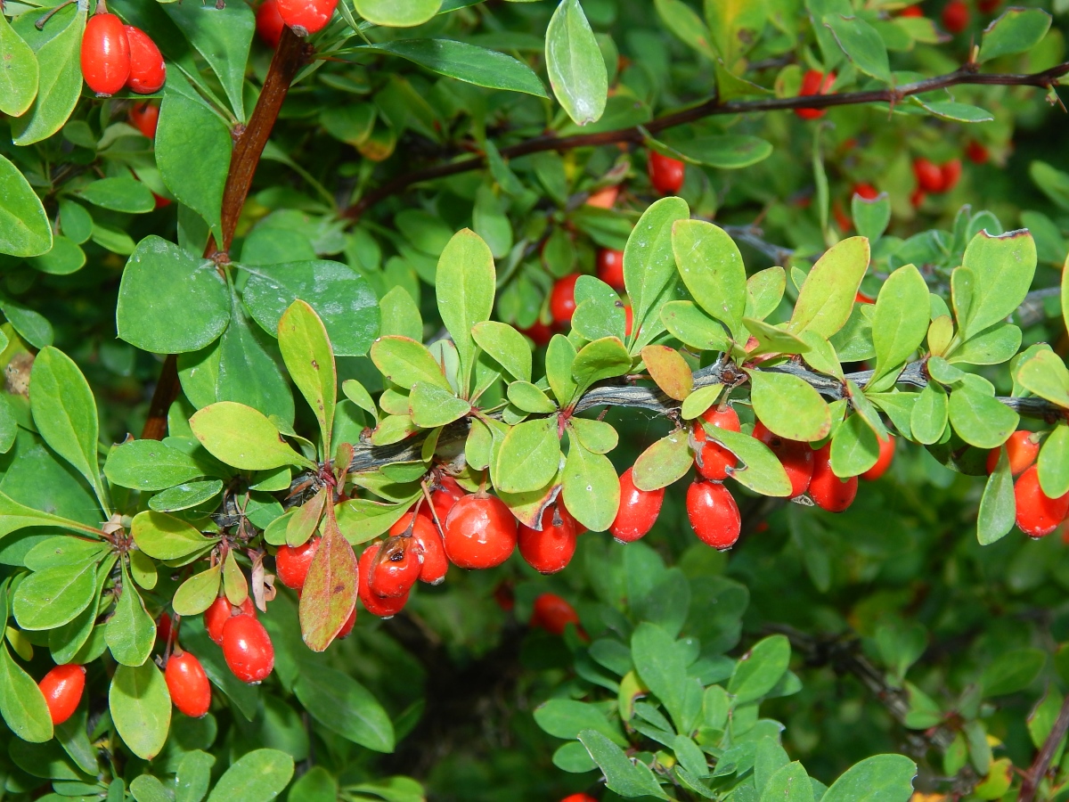 Изображение особи Berberis thunbergii.