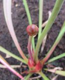 Sarracenia leucophylla