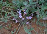 Astragalus dolichophyllus