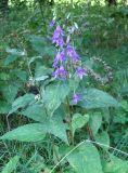 Campanula rapunculoides