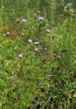 Centaurea stoebe. Верхушка цветущего растения. Приморский край, Партизанский городской округ, ст. Тигровый, на железной дороге. 01.08.2020.