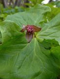 Trillium smallii